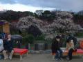 Trees and People