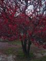 Same Tree