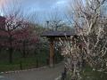 Pretty Trees