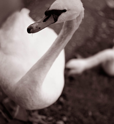 image of swan